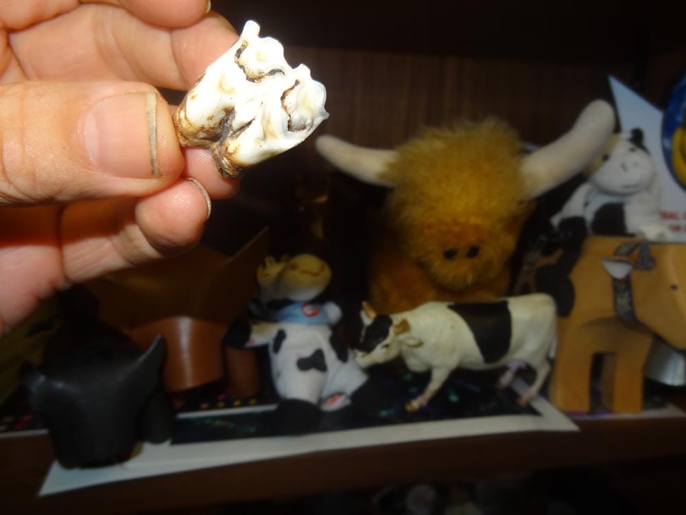 Un diente de vaca encontrado en una sala de ordeño: las vacas pierden sus propios dientes de leche en su segunda lactancia. Los humanos seleccionaron la reproducción temprana pero no la pérdida de otros caracteres juveniles.