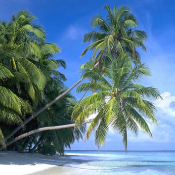 L'origine controversée de la noix de coco