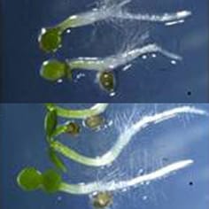 GPT2, desarrollo de plántulas y señalización de azúcar