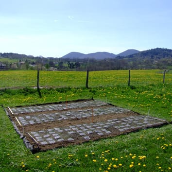 Predicción de la descomposición de la hojarasca de especies mixtas