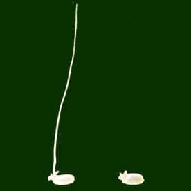 Comment le riz germe sous l'eau