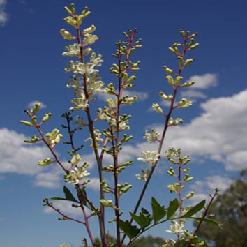 Maintien de la cohésion des espèces végétales malgré l'hybridation en cours