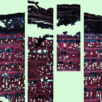 Accroissement radial inégal dans la mangrove Avicennia