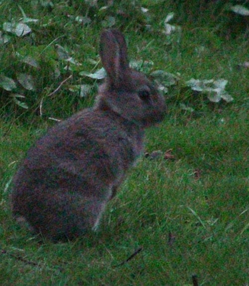 Un conejo salvaje en guardia, usando mucha energía y percepción sensorial. Estos genes se seleccionan en conejos domesticados.