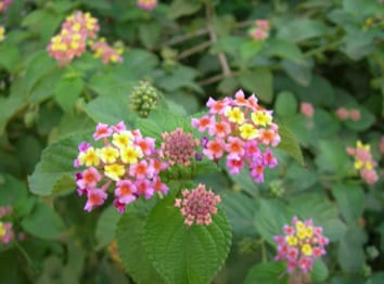 Divergence rapide des écotypes d'une plante envahissante