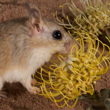 Adaptación para la polinización de roedores en Leucospermum arenarium