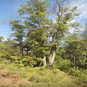 Selección en un gen similar a CONSTANS entre dos robles rojos
