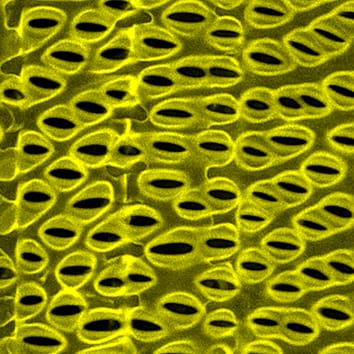 Mojabilidad de las paredes de la luz del xilema en raíces de maíz