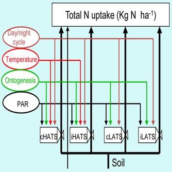 Modélisation de l'absorption des nitrates chez les plantes : activité racinaire