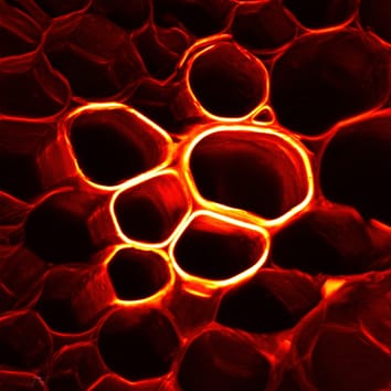 Numéro spécial sur les parois cellulaires végétales – gratuit en ligne