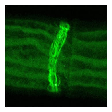 00 image pour le blog 2border