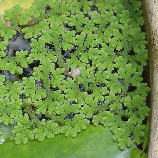 ¿Patrocinar un genoma…?