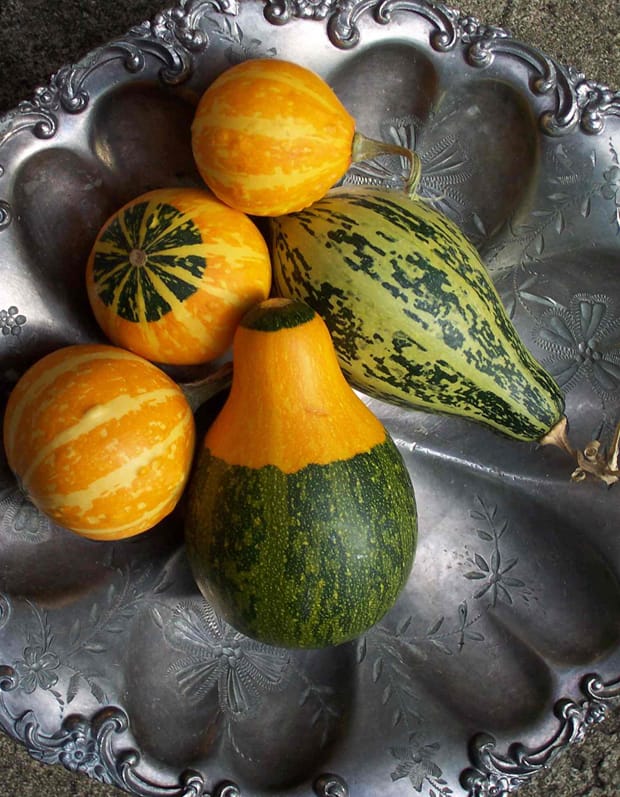 Sanglante courge royale française démystifiée