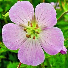 Discriminación de polinizadores, antigüedades de bellotas y climas fósiles: novedad esta semana en Annals of Botany