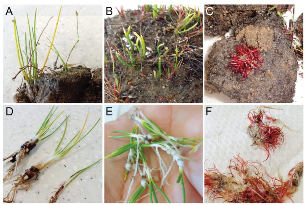 Lycophytes de la réserve Alison Baird.