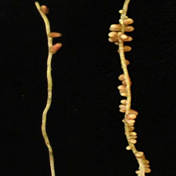 Estrigolactonas, brasinoesteroides y autorregulación de la nodulación