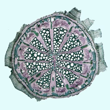 Anatomie de la tige et formes de croissance chez les Piperales portant le périanthe