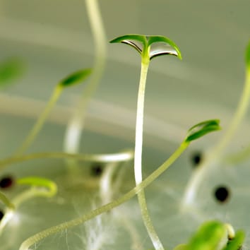 Changements transgénérationnels dans la longévité des graines chez Silene