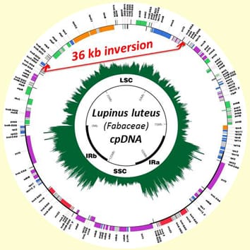 Nueva inversión específica de linaje y evolución de plastomas de leguminosas