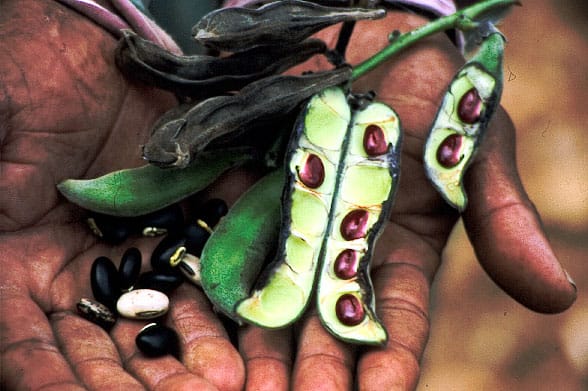 Mucuna, Photo: Jules Jolie