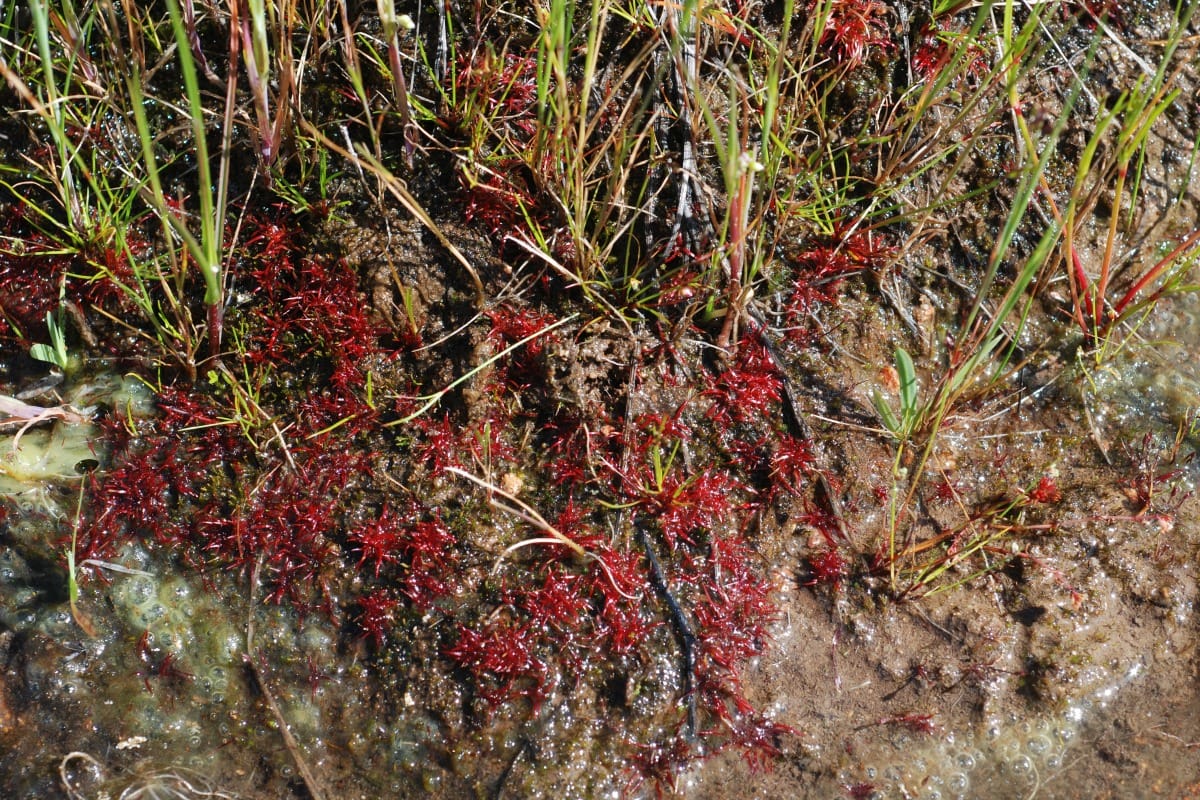 Séquençage en profondeur à venir pour trois taxons aux nœuds phylogénétiques clés