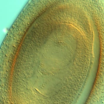 Variations de l'apomixie chez le diploïde Paspalum rufum