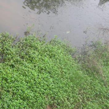 Effets de la submersion et de la désubmersion sur une plante clonale
