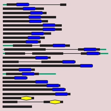 Filogenia de proteínas de la familia OVATE en plantas terrestres