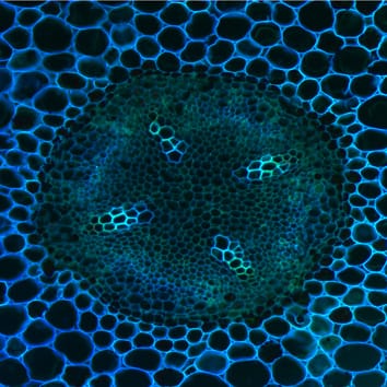 Desarrollo pionero del xilema radicular en Populus