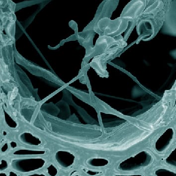 Componentes de la madera y tolerancia a la enfermedad del olmo holandés