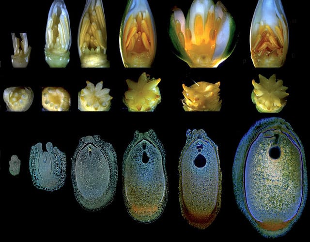 Faire des fleurs de nénuphar et des tomates – cette semaine à Annals of Botany