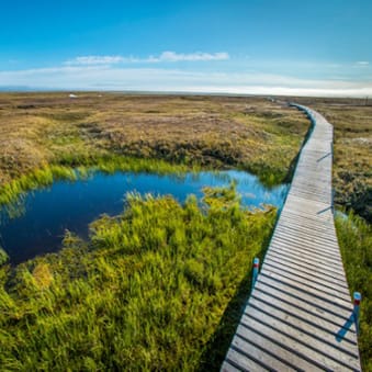 Types fonctionnels de plantes dans les modèles du système terrestre - application des modèles dynamiques de végétation dans les écosystèmes des hautes latitudes