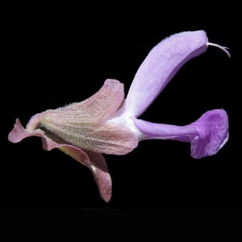 Évolution de la Salvia de l'Ancien Monde en Afrique