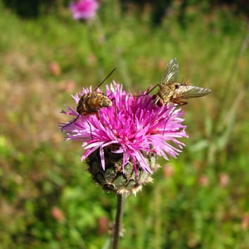 Polinización, variación del tamaño de las flores y simetría floral.
