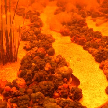 Écophysiologie de Nostoc – pionnier et résident permanent