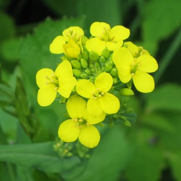 Variación temporal de género en una planta anual