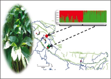 Diversité génétique des populations de haute altitude d'une plante médicinale menacée