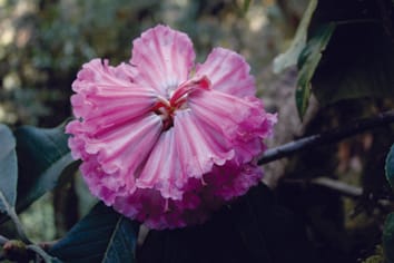 Diversidad genética y estructura de la población de una especie en peligro extremo: el rododendro más grande del mundo