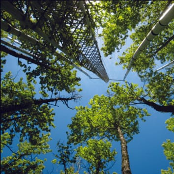 La estimulación con CO2 de la fotosíntesis en Liquidambar styraciflua no se mantiene durante un experimento de campo de 12 años