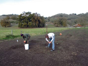 Le succès initial des graminées indigènes dépend de multiples interactions entre la concurrence des graminées exotiques, la priorité temporelle, les précipitations et les effets du site