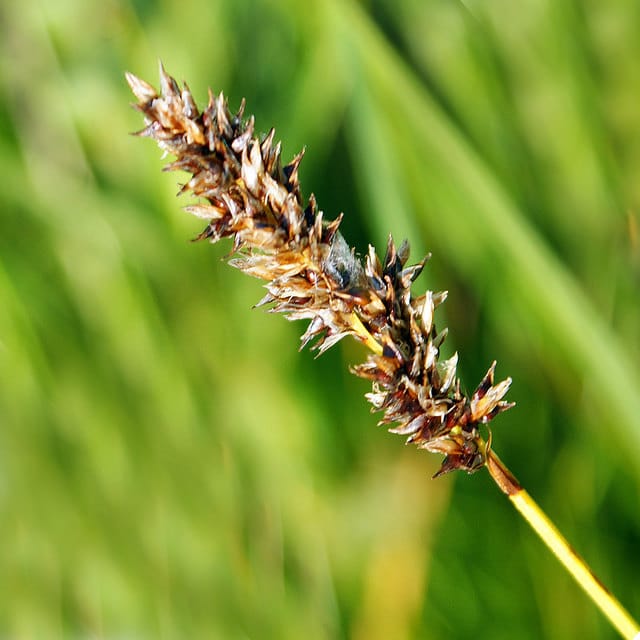 Changement climatique et réponse de la germination