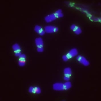 Dinámica de repetición en tándem en un grupo de plantas cromosómicamente variable