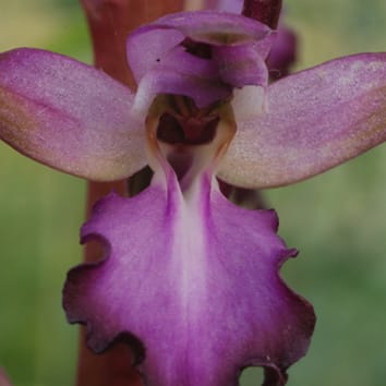 Phylogénétique moléculaire de l'orchidée Himantoglossum