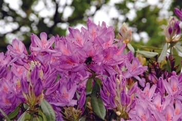 Diversidad genética y variación del ancho floral en poblaciones nativas e introducidas de una perenne leñosa de larga vida
