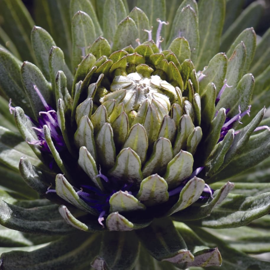 Tricomas relacionados con un método inusual de retención de agua y protección del ápice del tallo en una especie perenne de zona árida