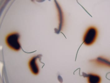 Collaboration entre les semis de graminées et les rhizobactéries pour capter l'azote organique des sols