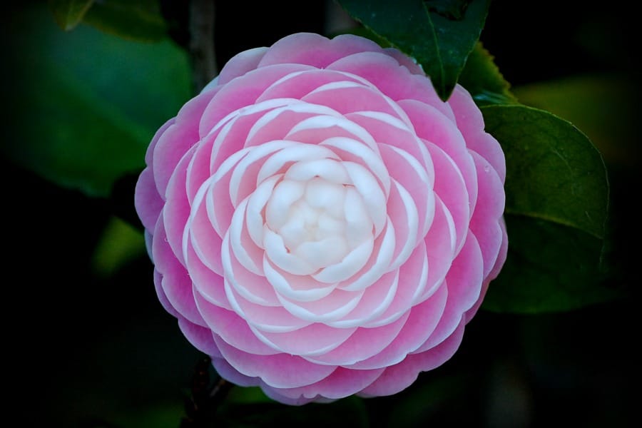 AmJBot explique Auxin aux perplexes