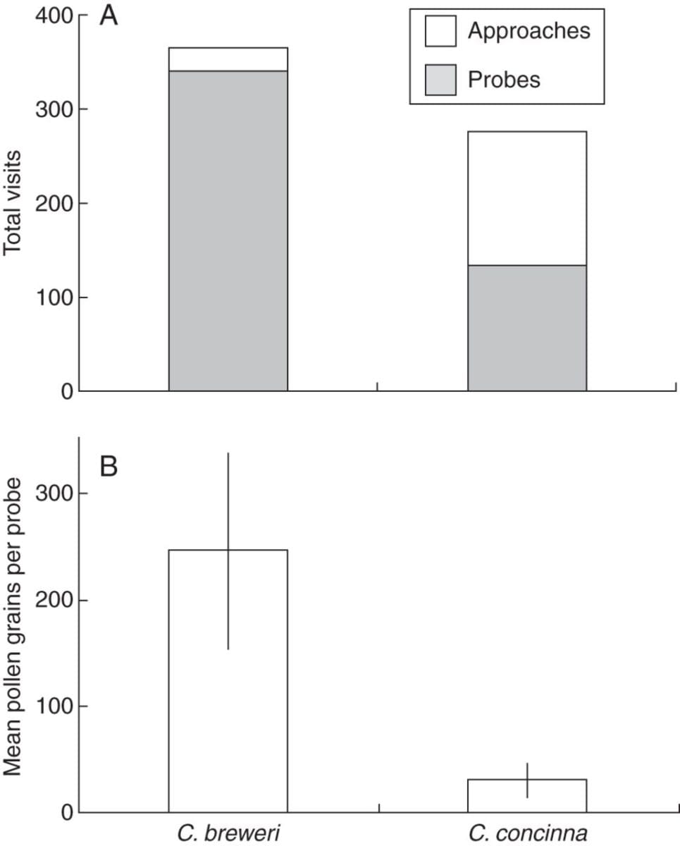 Gráfico que muestra cómo las polillas halcón son más eficientes para C Breweri.