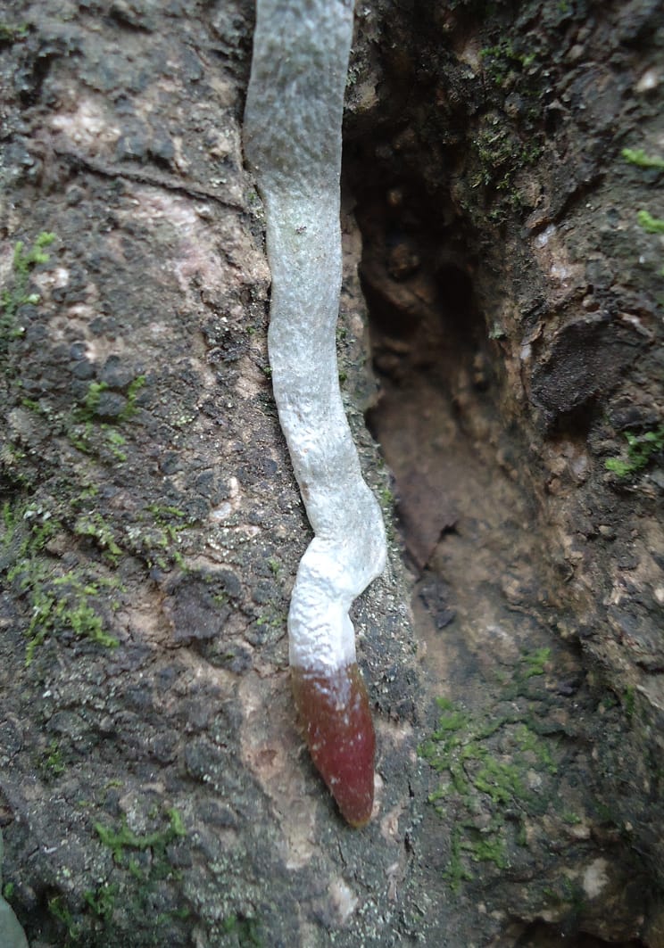 Parties de plantes faisant des choses inattendues : Partie 2 (ou, Recherche de racines en l'air)