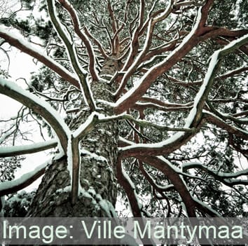 Las explosiones de CO2 relacionadas con la congelación reducen la embolia invernal